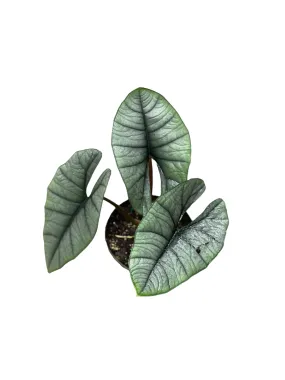 Alocasia Platinum