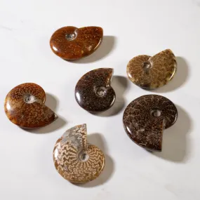 Natural Complete Ammonite Sutured from Madagascar - 3-4